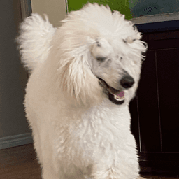 danceswithpoodles avatar