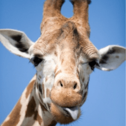 6FT_Giraffe avatar