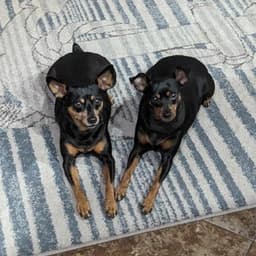 misfitmutts avatar