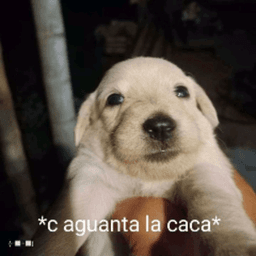 Pachis96 avatar