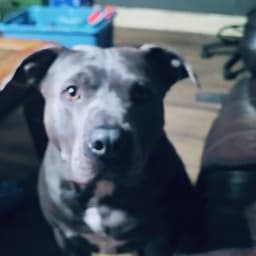 joshdog64646663737 avatar