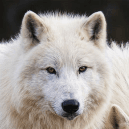 wolfarasin avatar