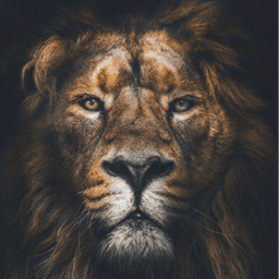 wd_mufasa avatar