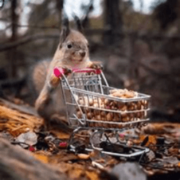 squirrelnutts43 avatar