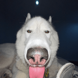 ChipSicle avatar