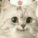 HelloFlower avatar