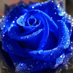 RoseDuelistArxsia avatar