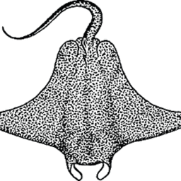 StingrayWarrior avatar