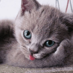 catknip avatar