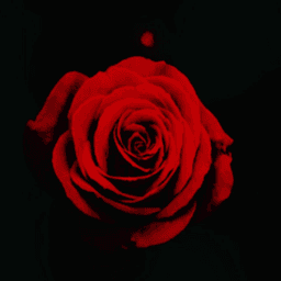 Dephinity avatar