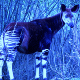 dablueokapi avatar