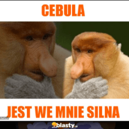 cebulowy__dzban avatar