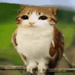 obikym avatar