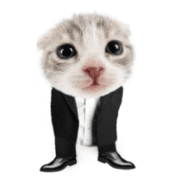 kot1w333 avatar