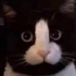 chonkywonkyy avatar