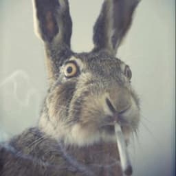 CopewOw avatar