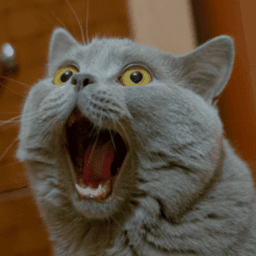 miaoooboss avatar