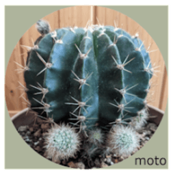 moto25s avatar