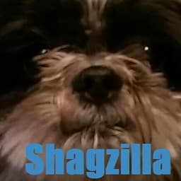 jshagzilla avatar