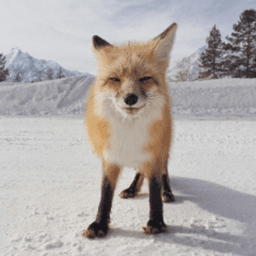 SnakeFox07 avatar