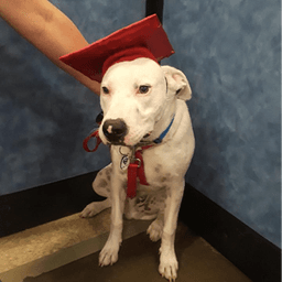 the_educated_dog avatar