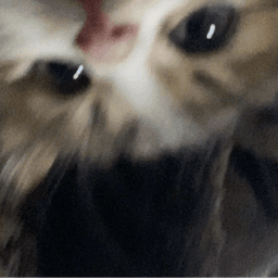 kodaa32 avatar