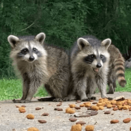 coonhollowcrittercam avatar