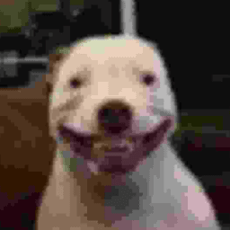 oldszprota avatar