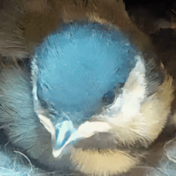AUT_Bird avatar