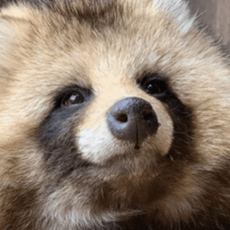 tanukiimr avatar