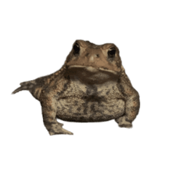 ToadsTerrarium avatar