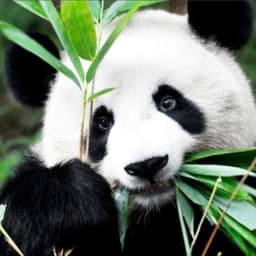 ghostedpanda1 avatar