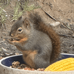 ThatSquirrelLife avatar