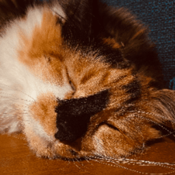 ExistentialShrimp avatar