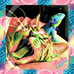 CnPi avatar