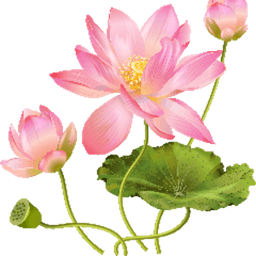 NelumboNucyfer avatar