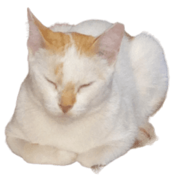 CatSurviv0r avatar
