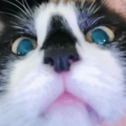 Enkanis avatar