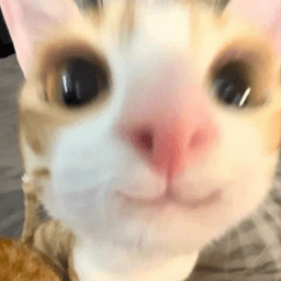 catnip_691 avatar