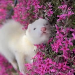 y0ppy_ttv avatar