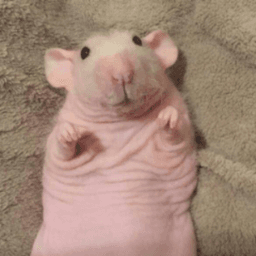 goon_rat_ avatar