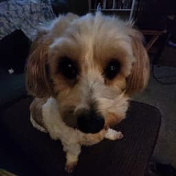 SnuGg____ avatar
