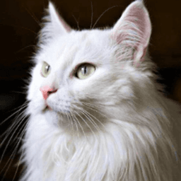 whitecat_ua avatar
