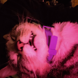 sh0ecats avatar