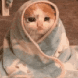 ameliaxos avatar