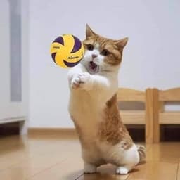 cuscusverona avatar