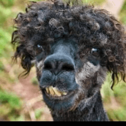 Peluzzo avatar