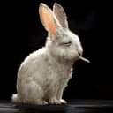 FOXRABBIT avatar