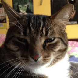 Maxterchief avatar