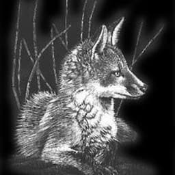 SilverFox2445 avatar